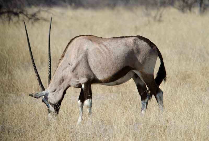 174 - Namibia - antilope Orix - parque nacional de Etosha